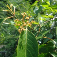 Reissantia indica (Willd.) N.Hallé